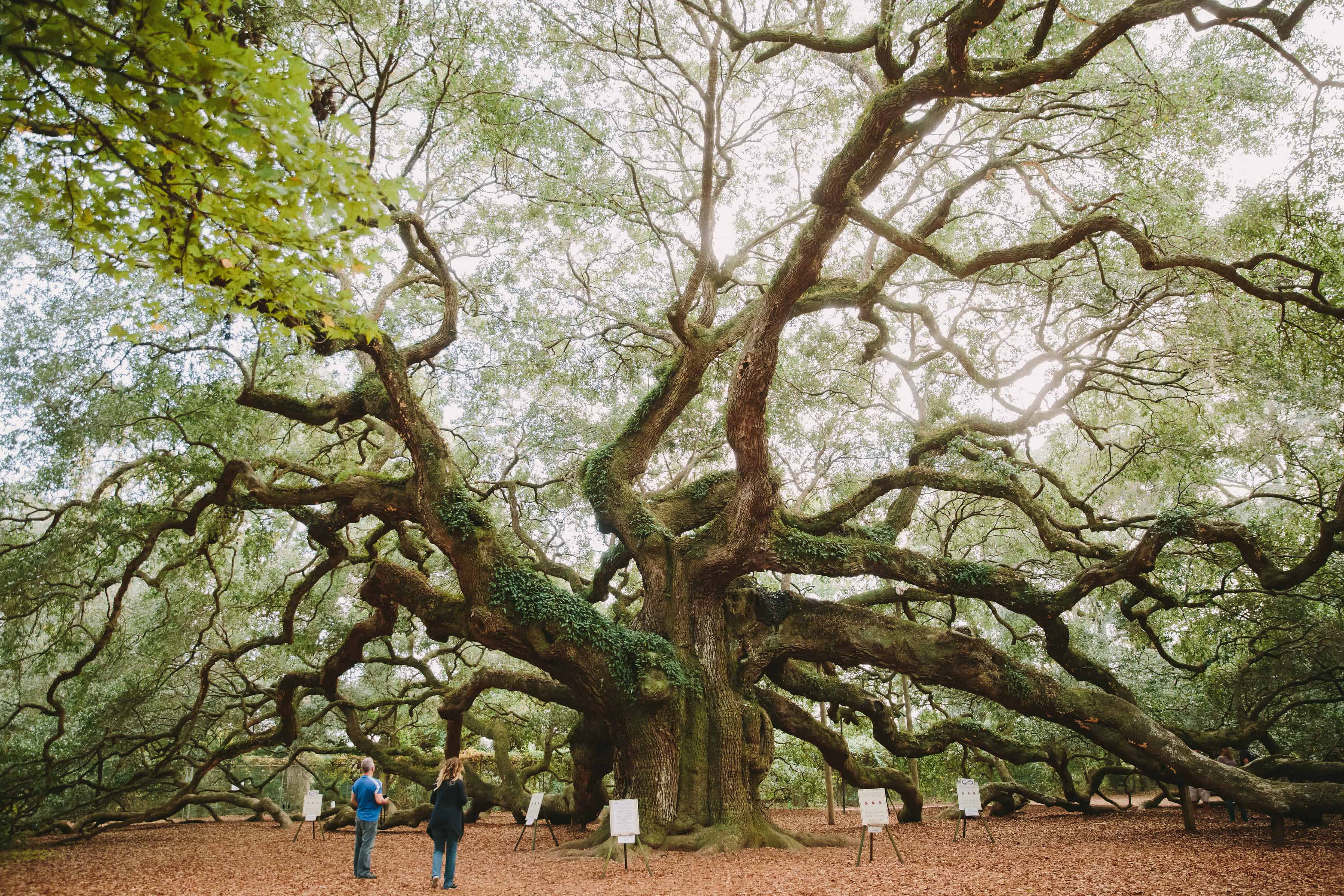 charleston photos