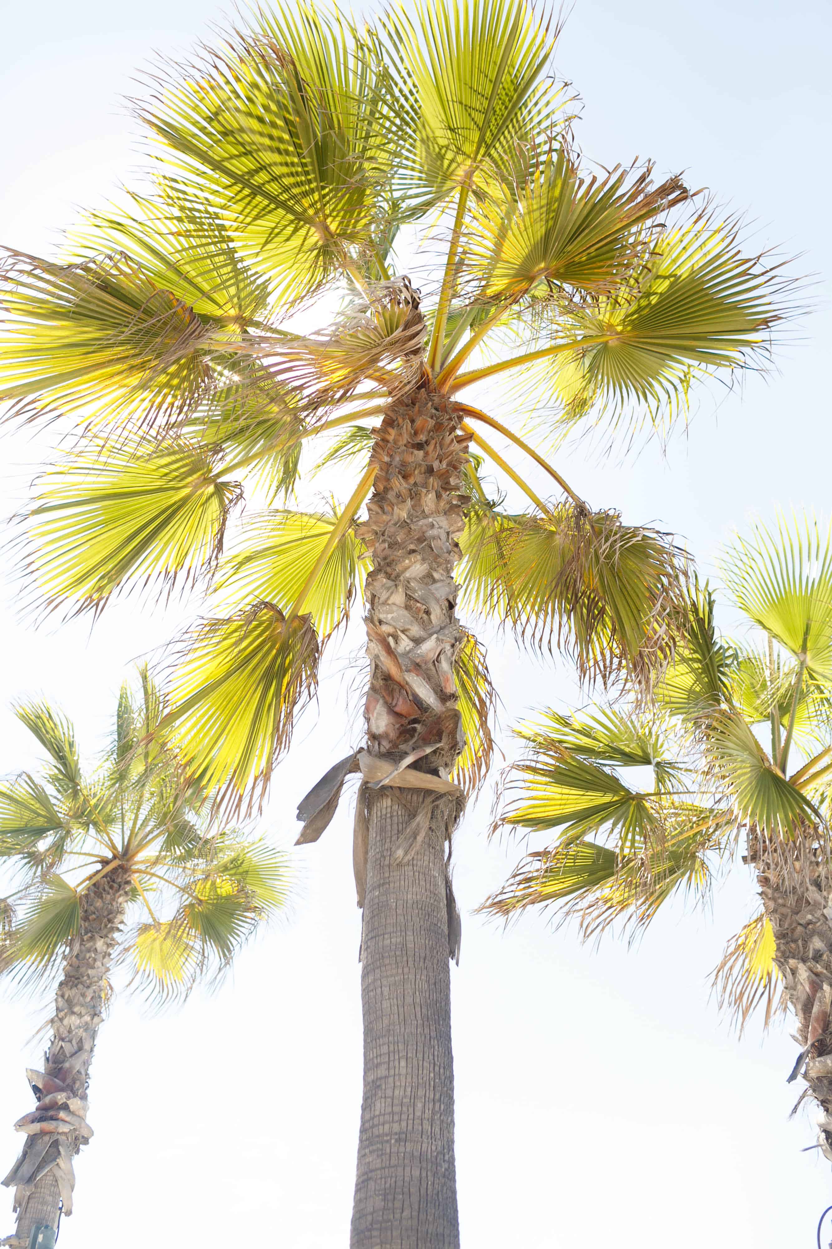 mexico wedding photographer