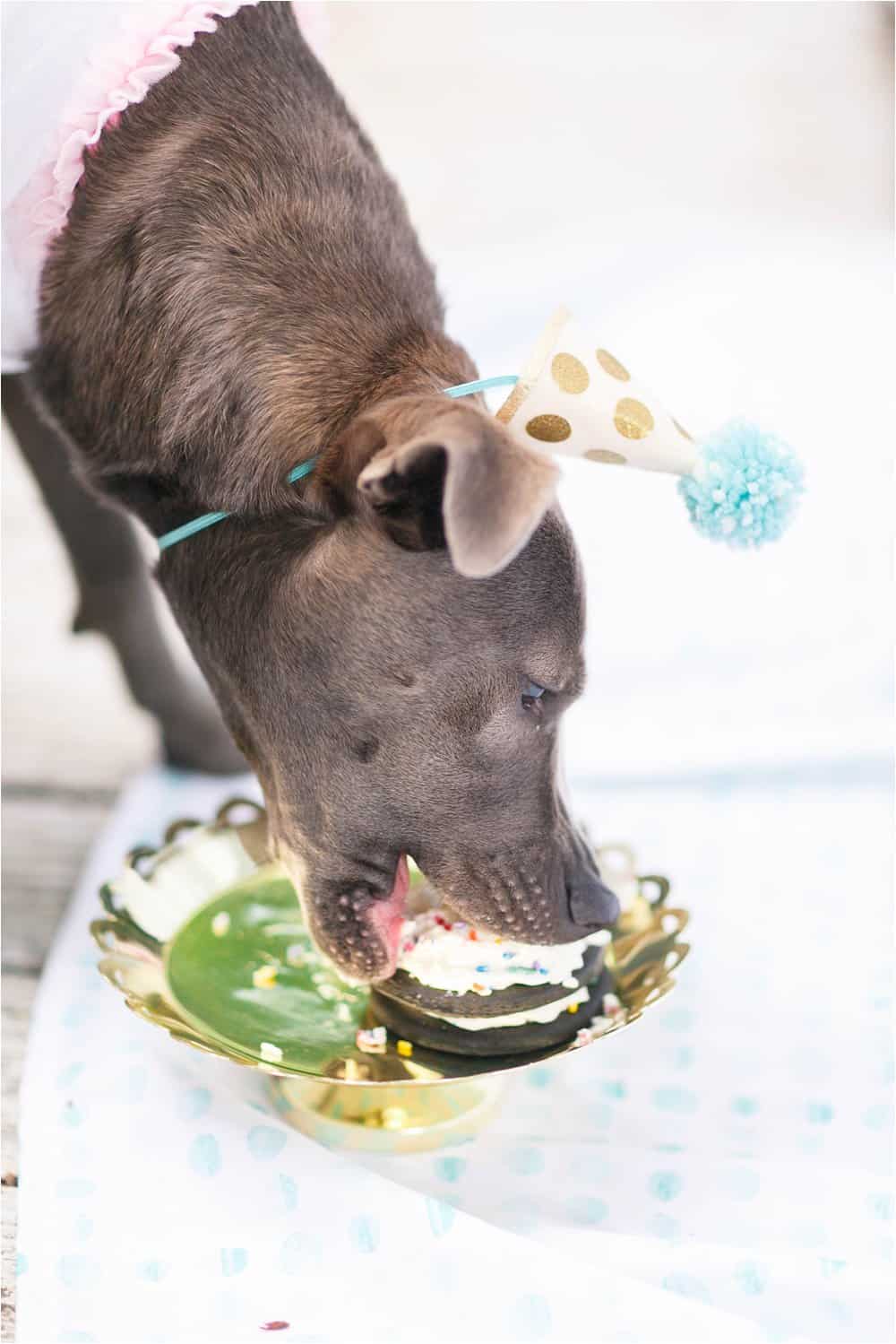 dog birthday cake smash photos