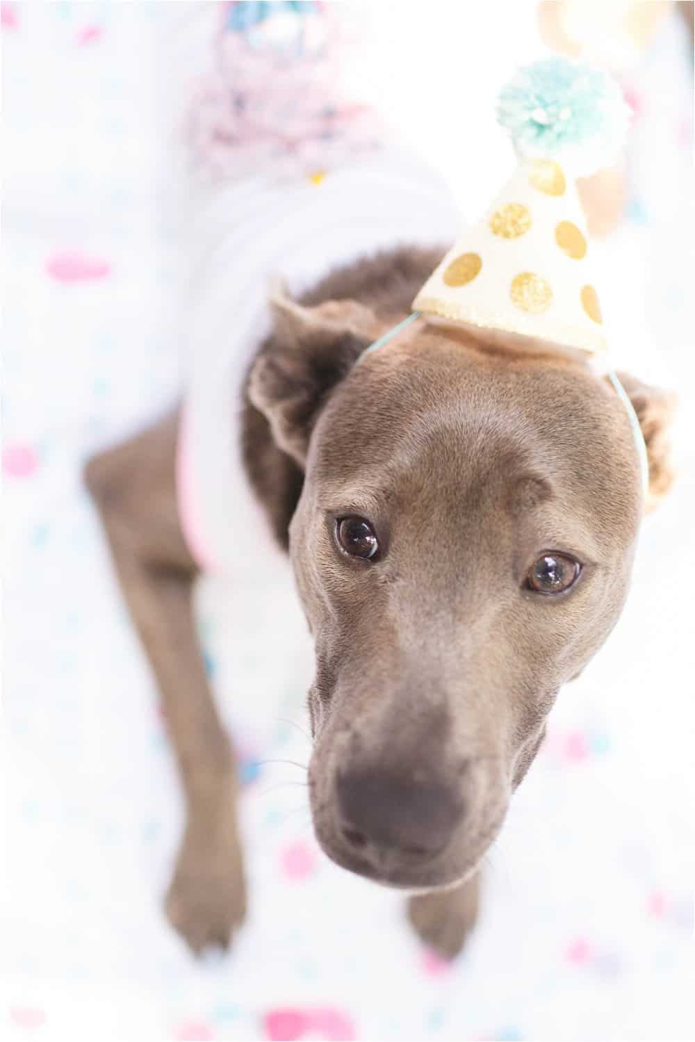 dog birthday cake smash photos