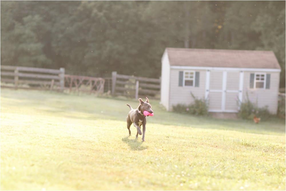 dogs on the farm photos