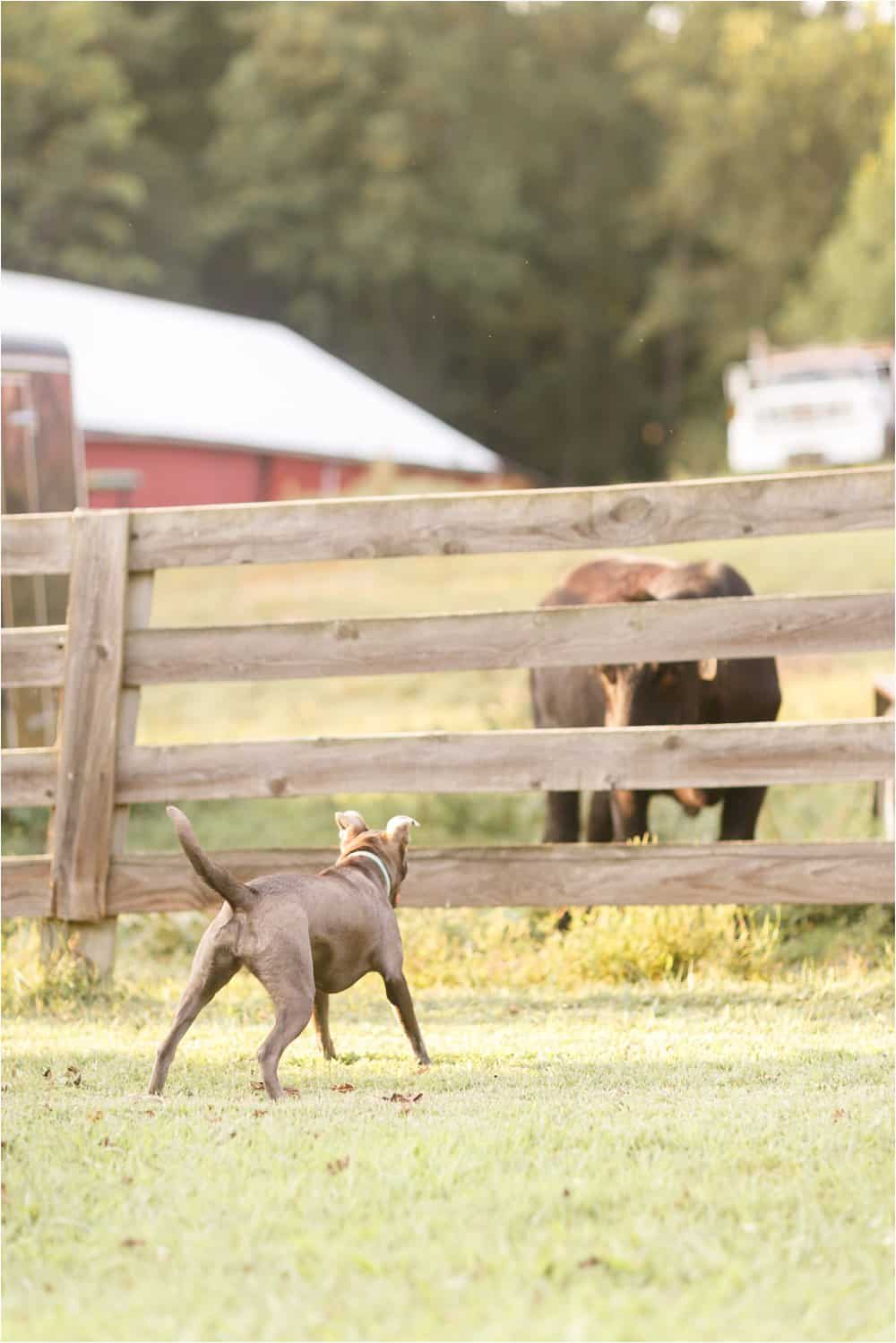 dogs on the farm photos