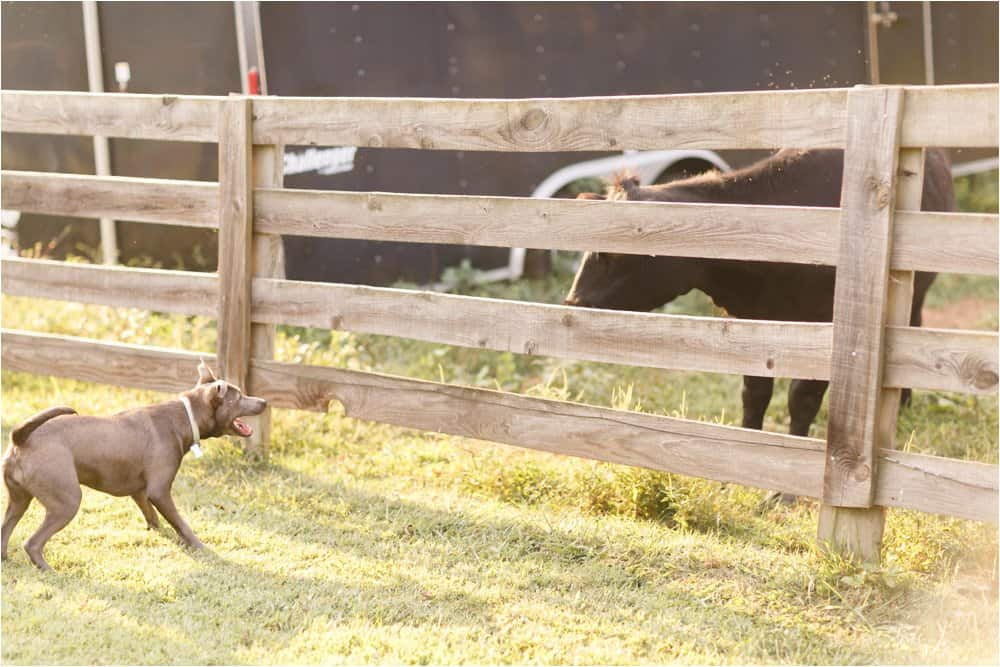 dogs on the farm photos