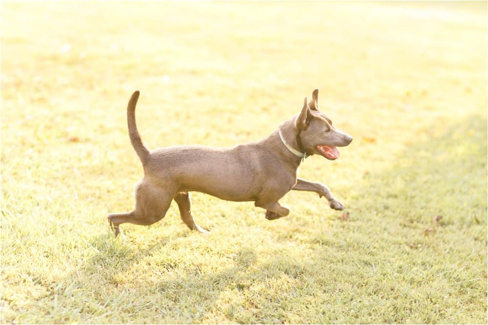 dogs on the farm photos