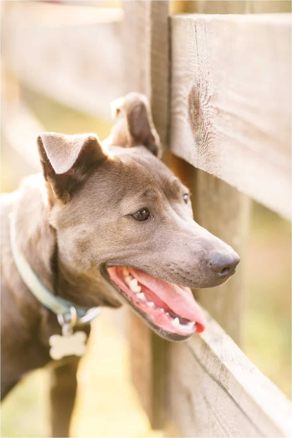 dogs on the farm photos