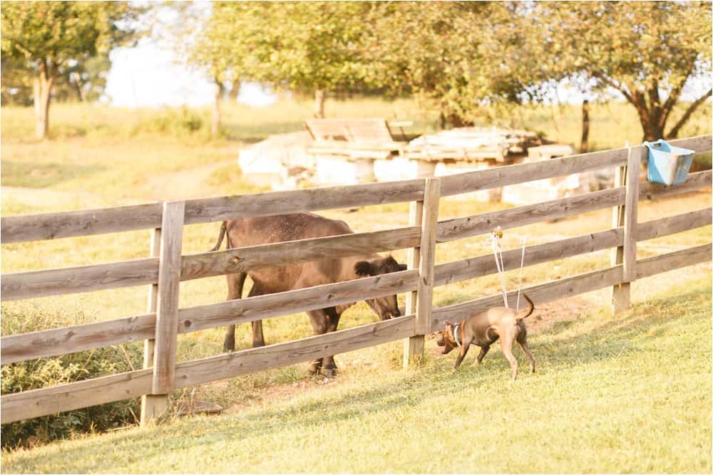 dogs on the farm photos