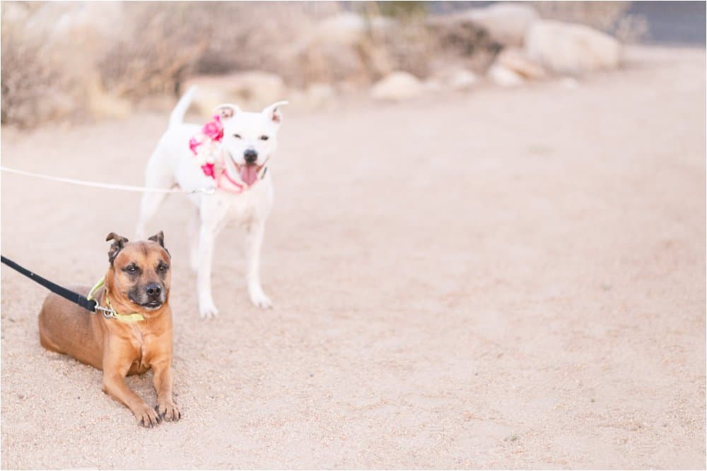 phoenix arizona engagment photos