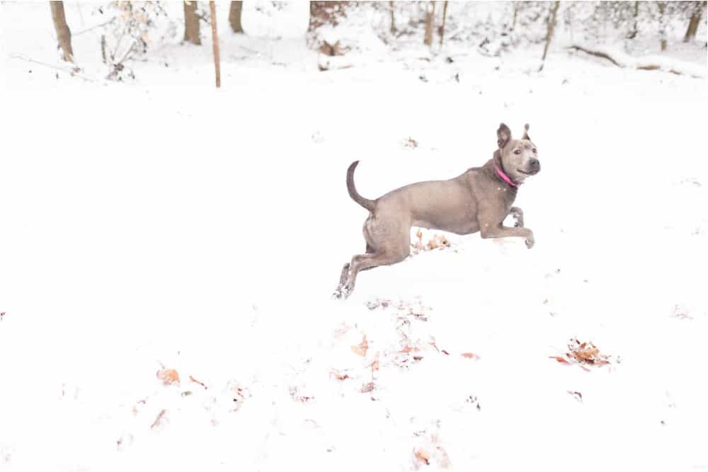 virginia snow day portrait photographer