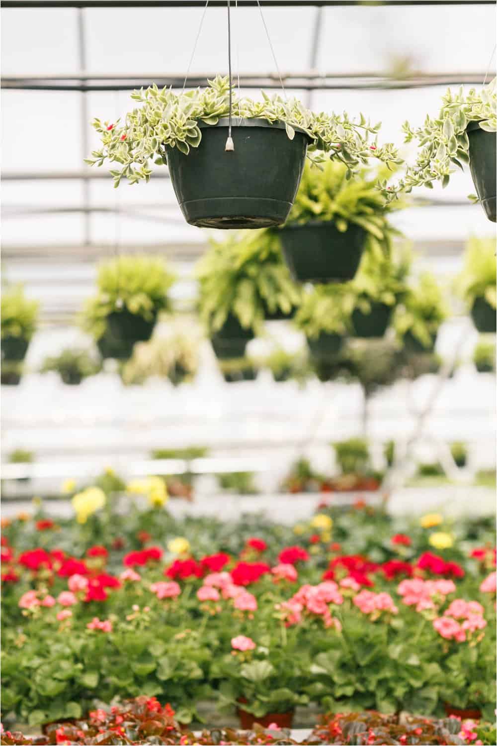 motherhood portraits greenhouse photos