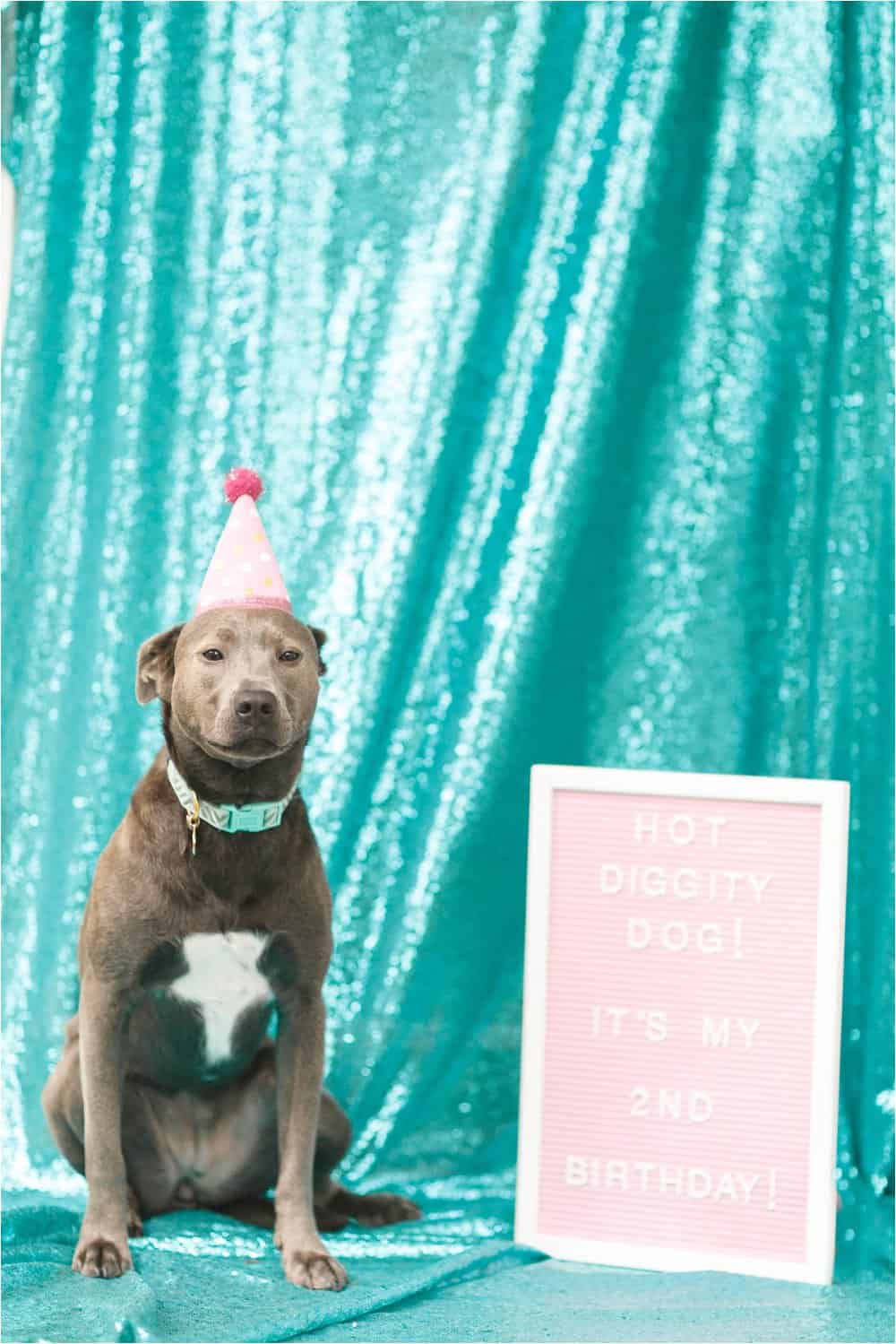 dog birthday party photos