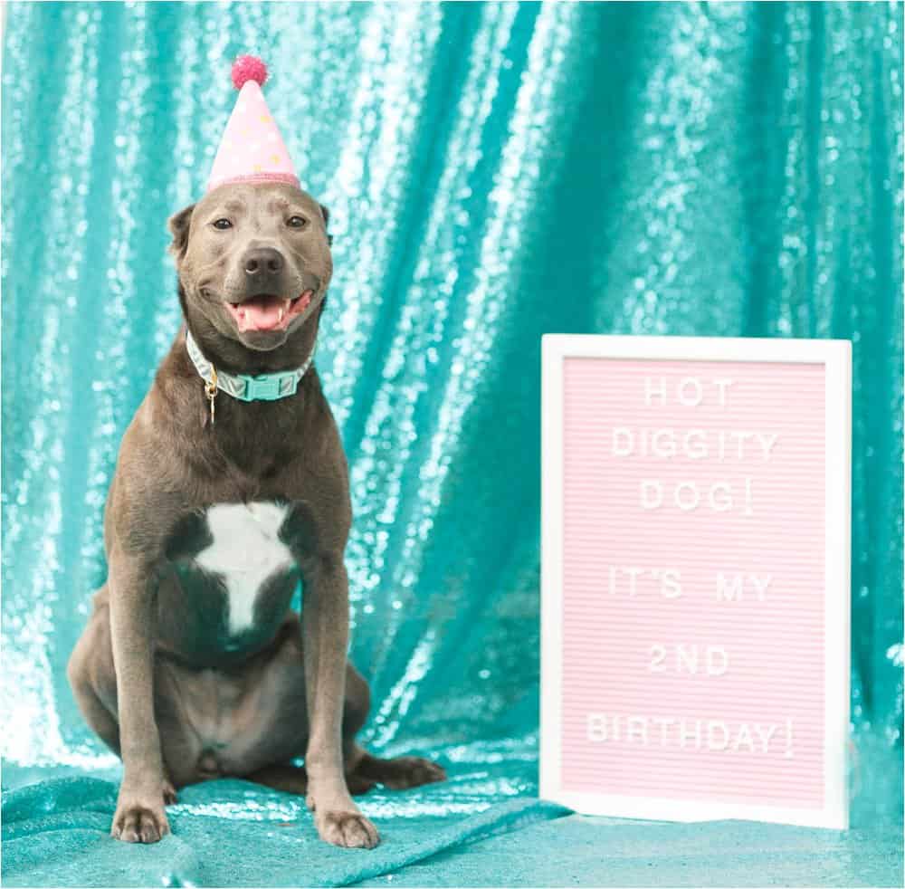 dog birthday party photos