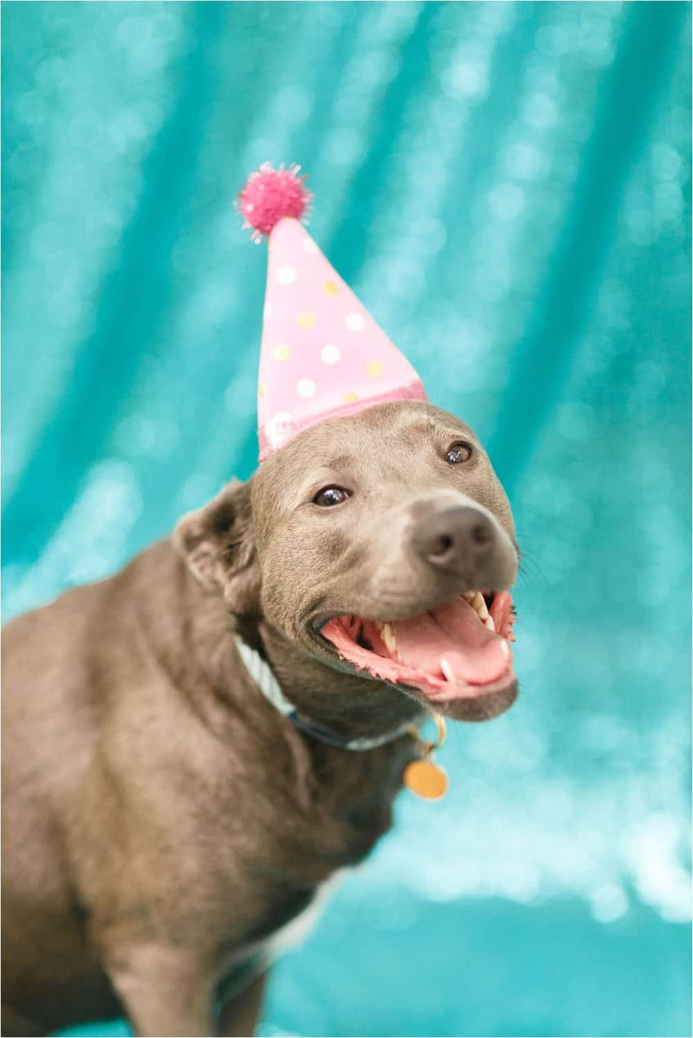 dog birthday party photos