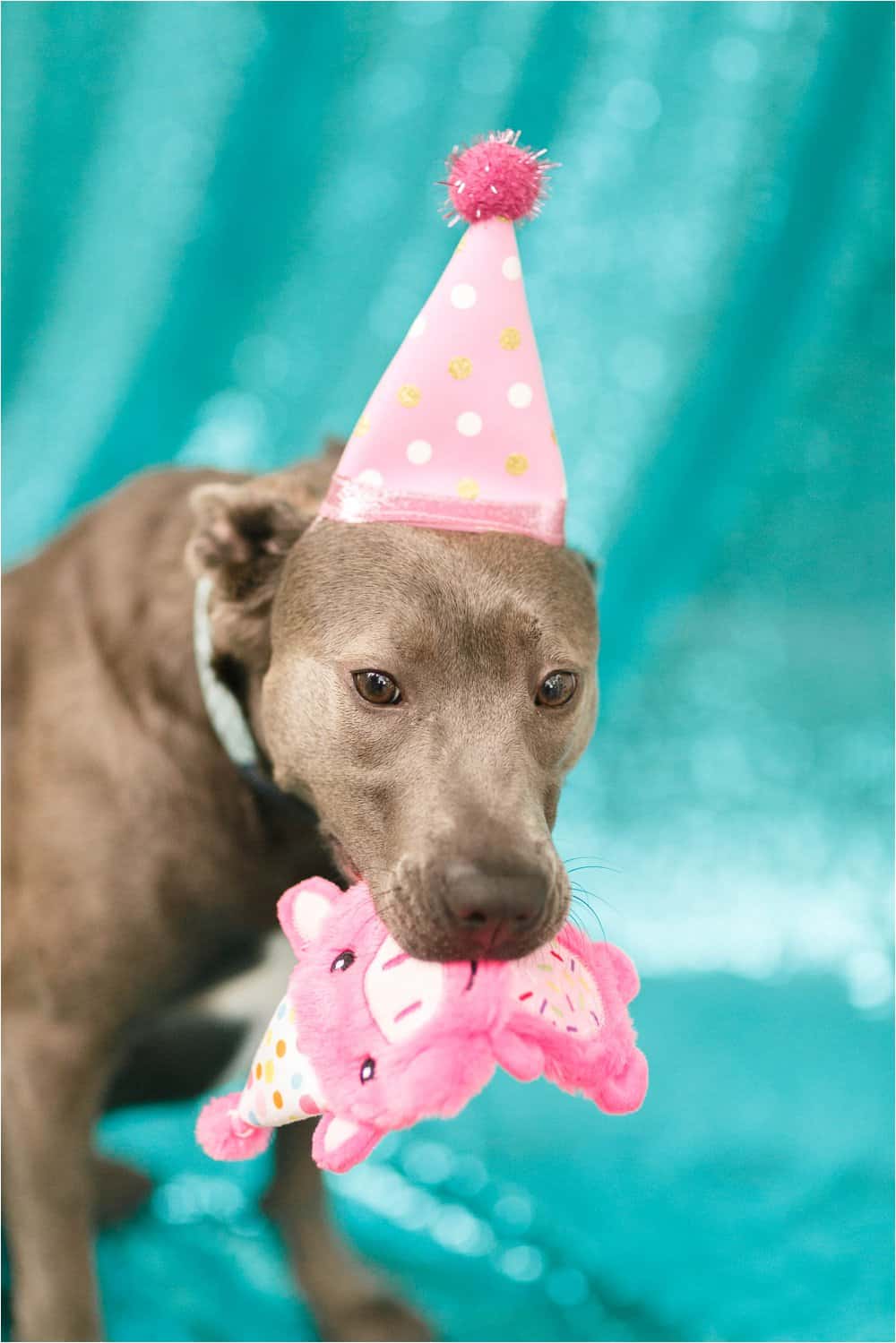 dog birthday party photos