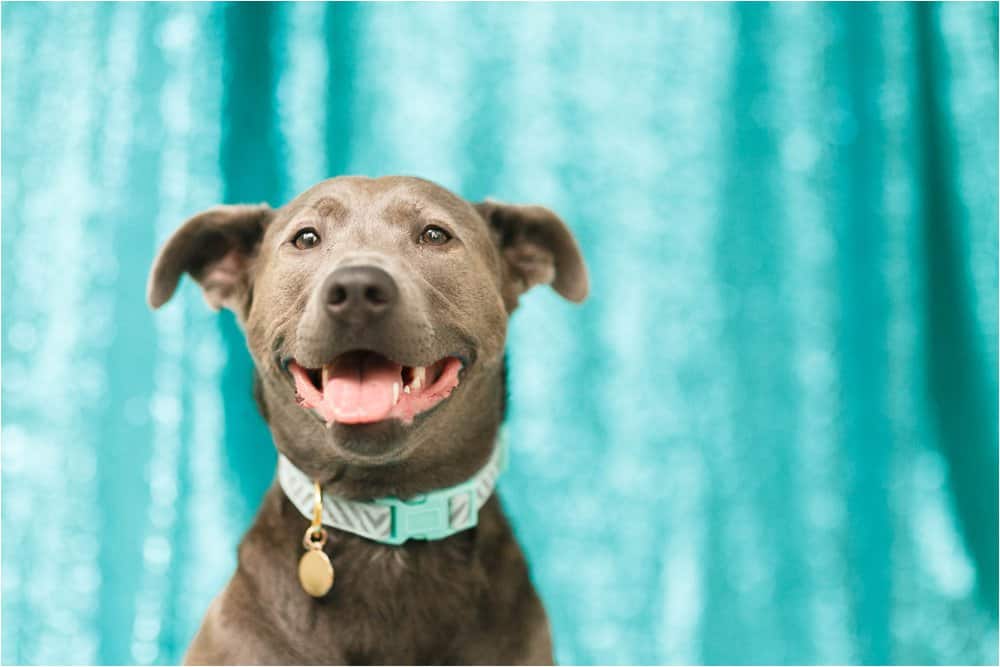 dog birthday party photos