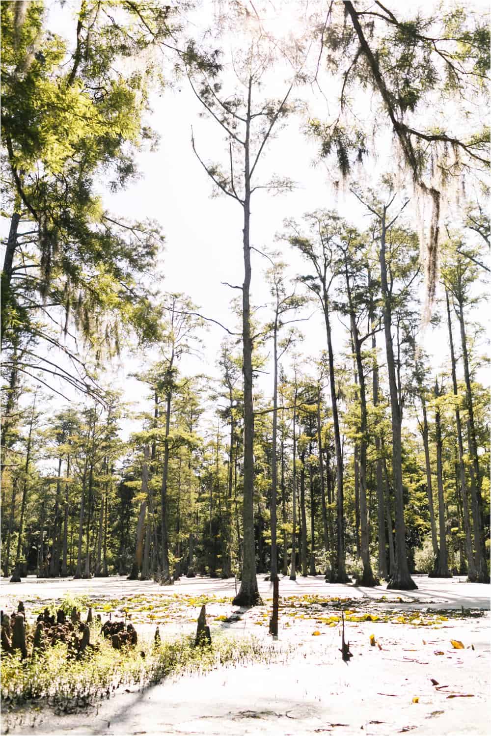 charleston south carolina portrait engagement wedding photos