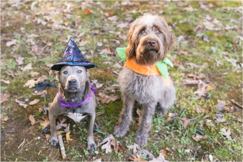 dog halloween costumes