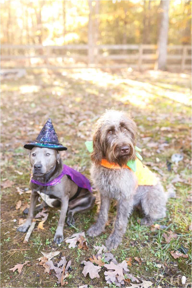 dog halloween costumes