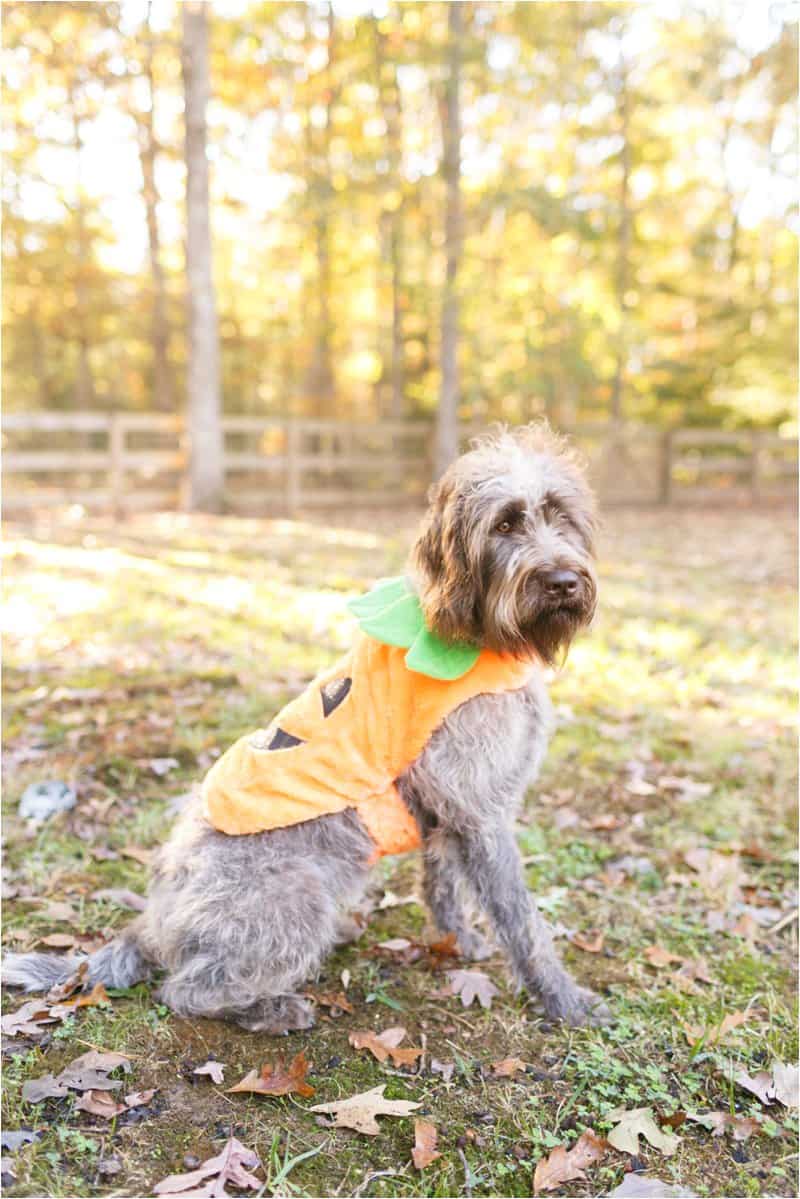 dog halloween costumes