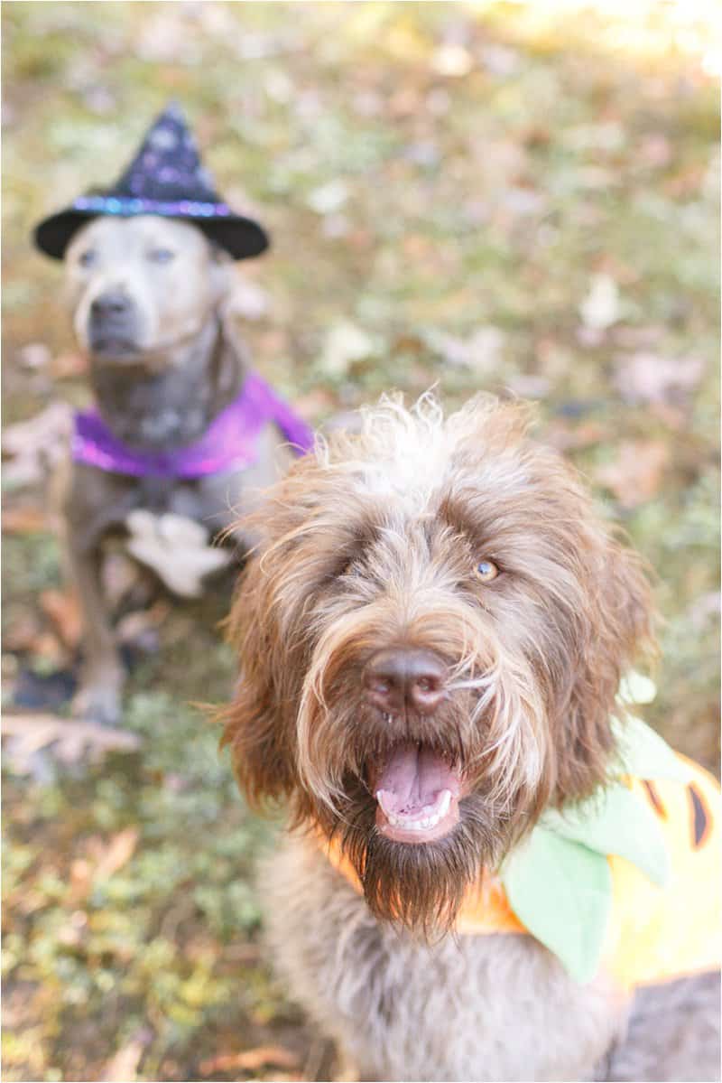 dog halloween costumes