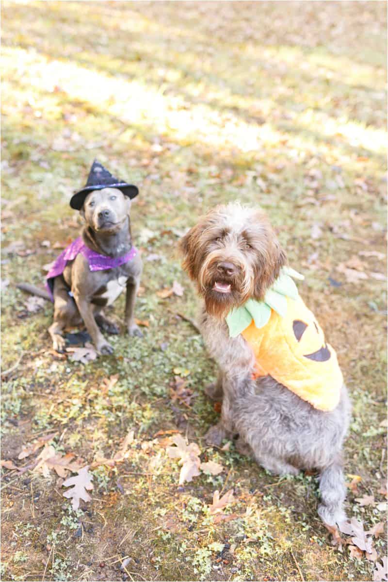 dog halloween costumes