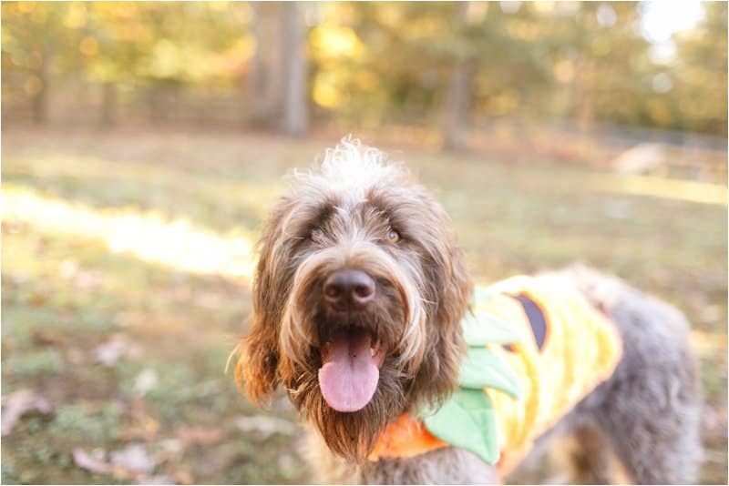 dog halloween costumes