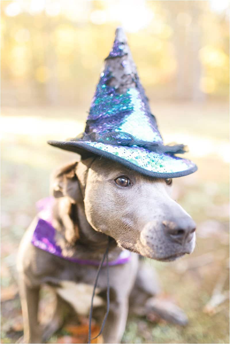 dog halloween costumes